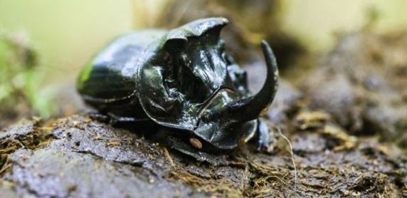 소똥구리 우리나라에서 멸종