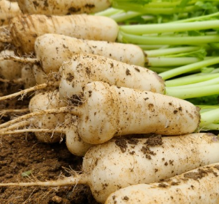 8월에 심는 작물5