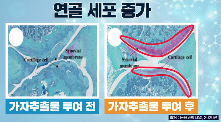 가자추출물 효능