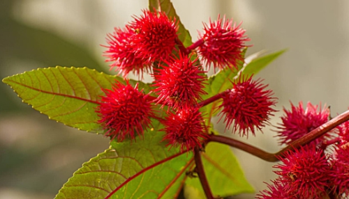 가을에 피는 꽃 아주까리