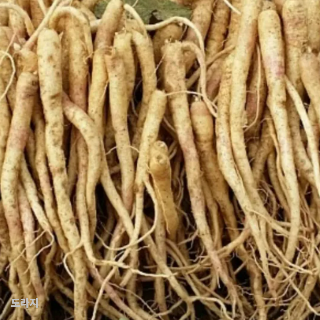 도라지
