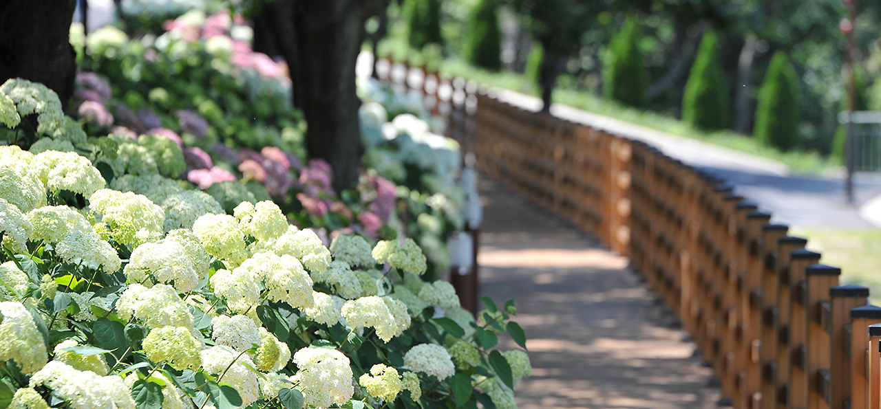 2025 월아산 수국정원 축제 완벽 가이드! 일정, 포토존, 프로그램 총정리(6.14~22)