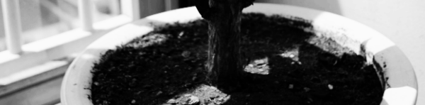 행운목 키우기 흙