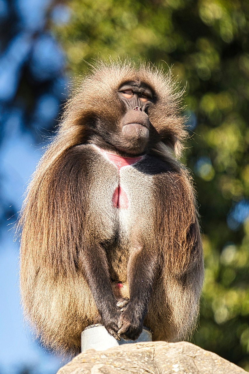바위 위에서 위엄 있게 햇살을 받으며 앉아 있는 젤라다의 독특한 모습