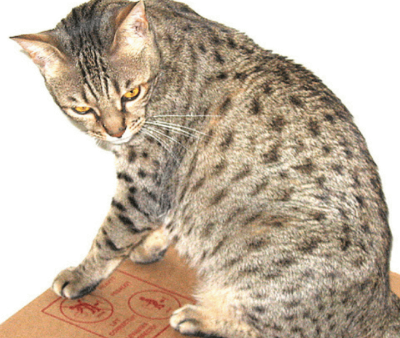 오시캣(Ocicat)