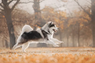 알래스칸 말라뮤트/출처:어도비스톡