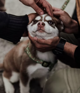 애견미용샵 창업에 대하여 알아보기