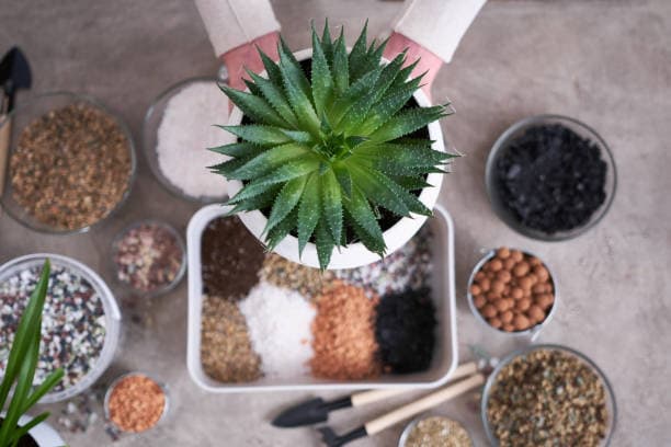 다육이 흙 배합 완전정복