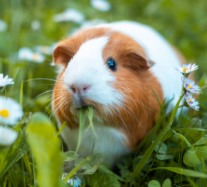 초보자도 키우기 쉬운 애완동물 10가지