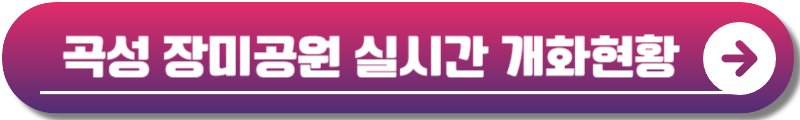 곡성 장미축제