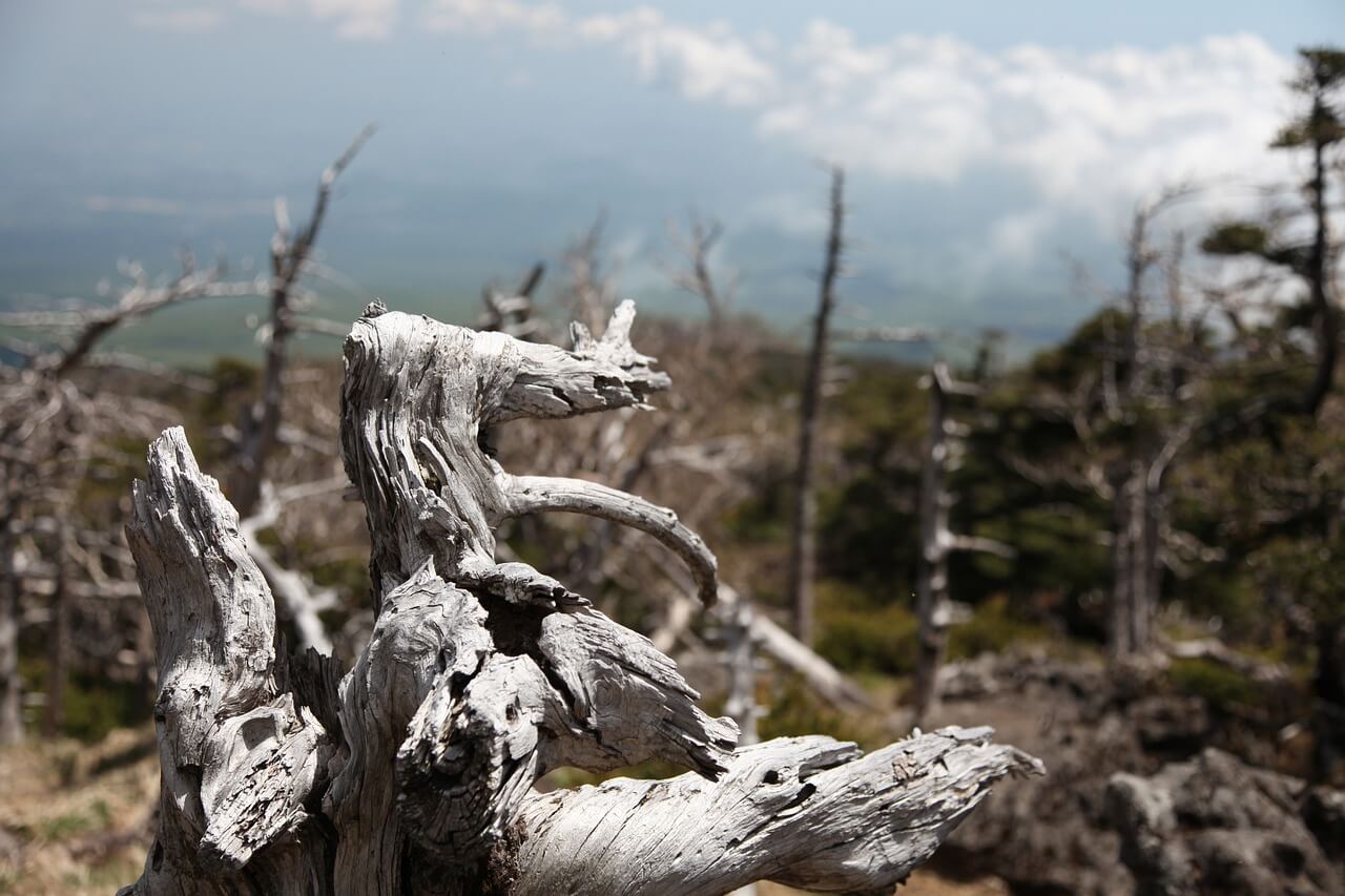 한라산 백록샘 가는 등산코스예약 방법2