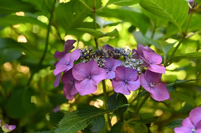 카멜리아힐 수국 축제