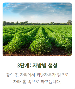땅콩 심는시기