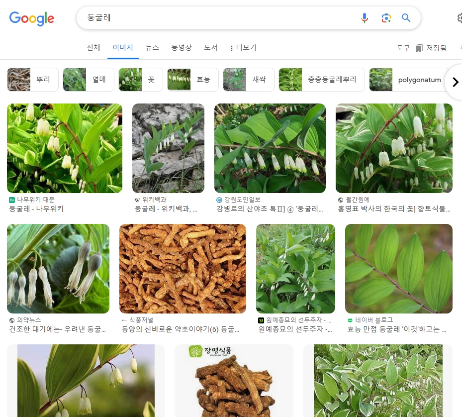 둥굴레 식물의 실제 잎과 뿌리 모양을 관찰하는 모습