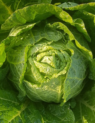 절임배추 20kg과 10kg 몇 포기 구매 바로가기