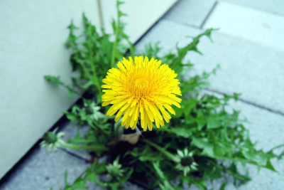 민들레