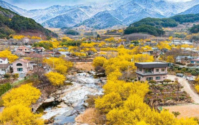 구례 산수유마을 (5월 산책용)