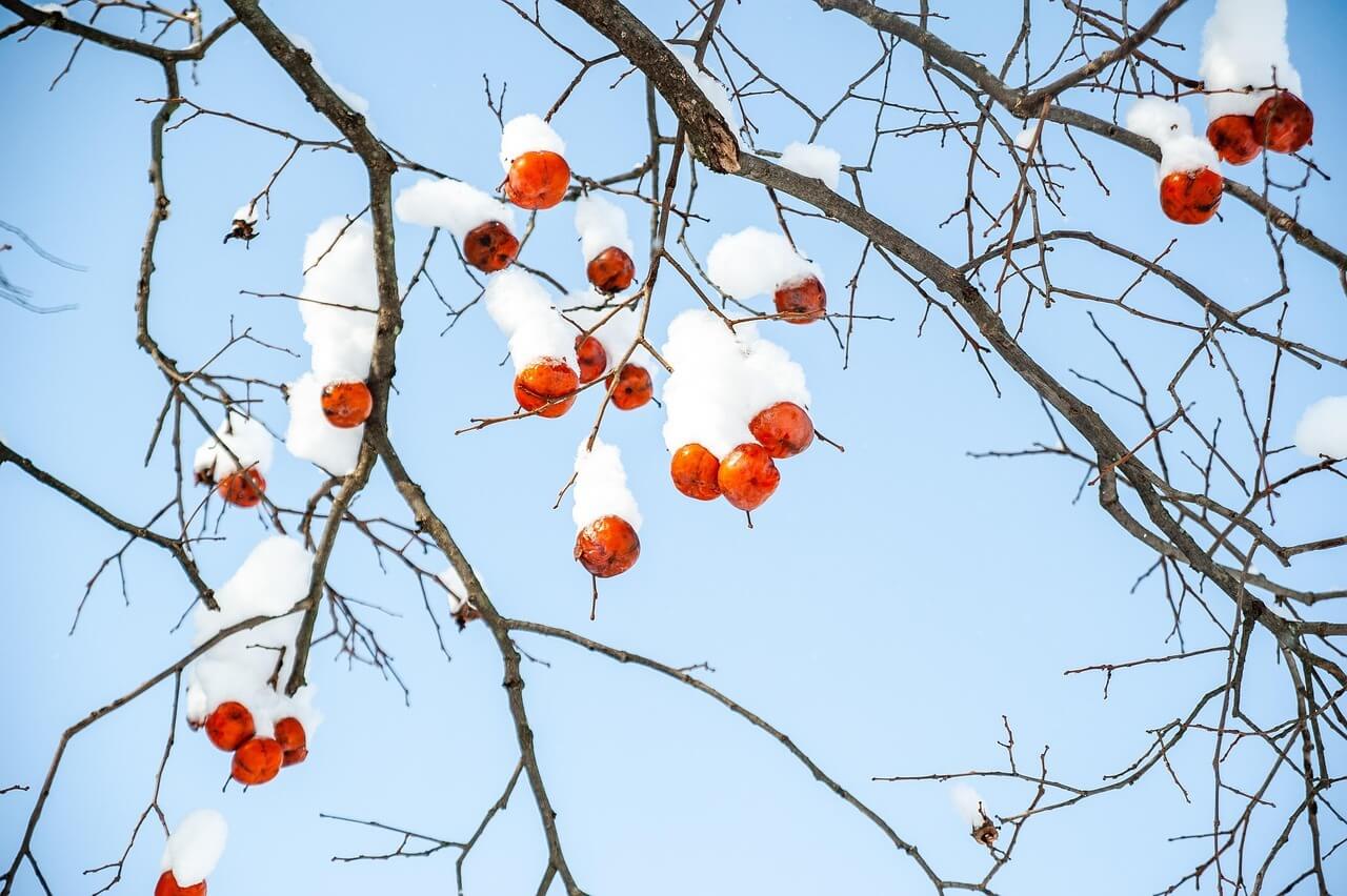 2025년 대설 날짜 의미