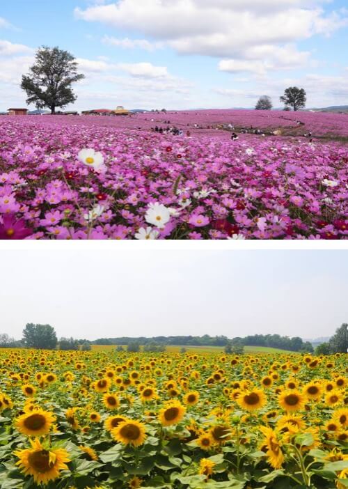 안성팜랜드 코스모스 해바라기