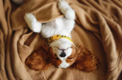 개가 자는 방법