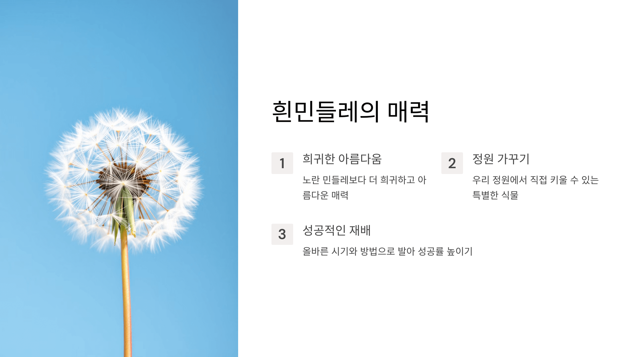 흰민들레 사진입니다.