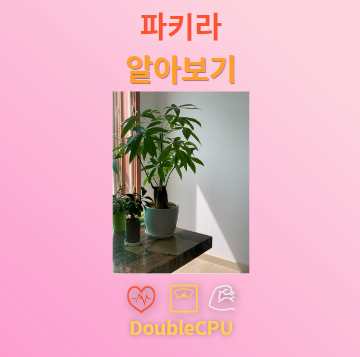 파키라 꽃말 및 탐구