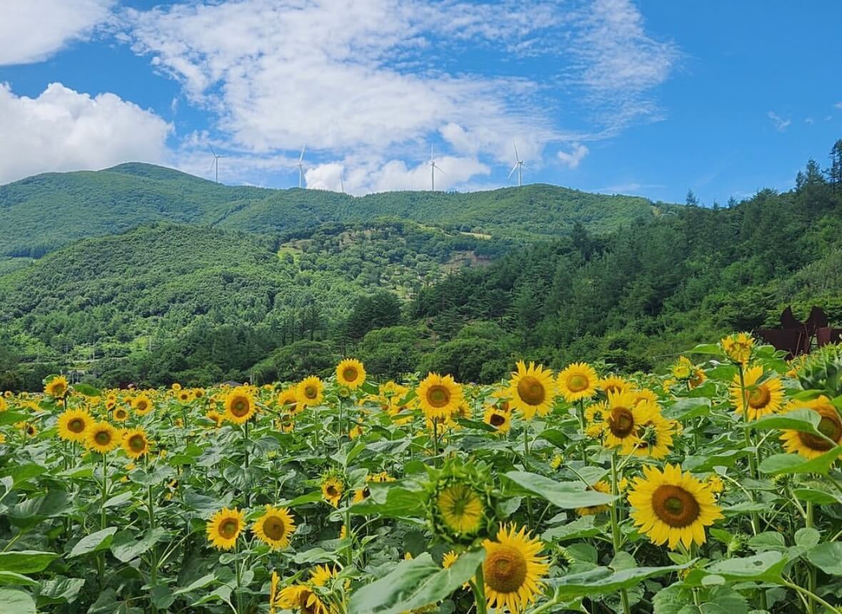 태백 해바라기축제