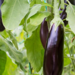 가지 모종 심는 시기