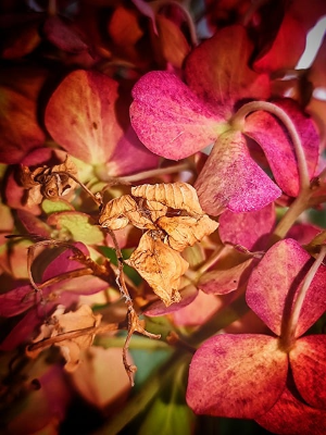 노인 일자리 신청자격