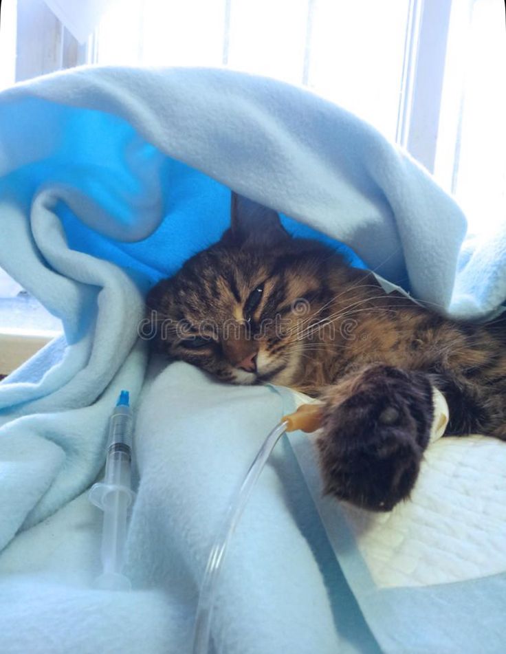 고양이 면역계 질병