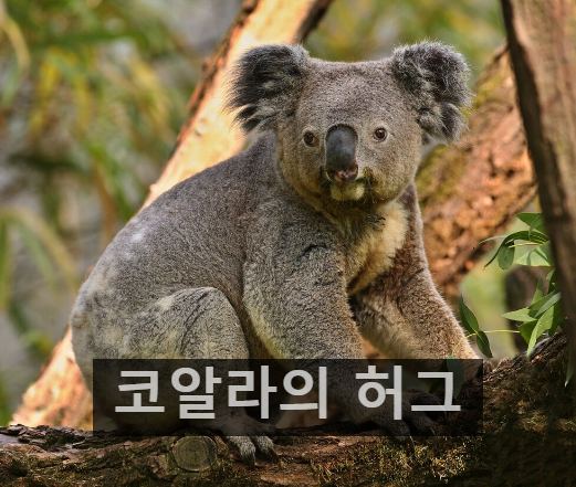 코알라