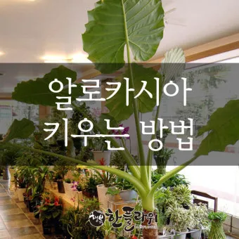 알로카시아 키우기 물주기 햇빛온도 관리 잎 크게 키우는 법_3