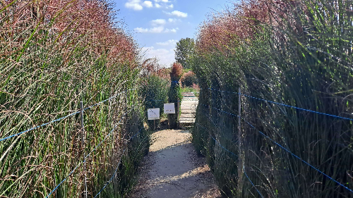 평택_바람새마을_핑크뮬리_명소