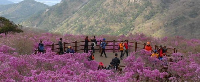 비슬산 참꽃문화제3
