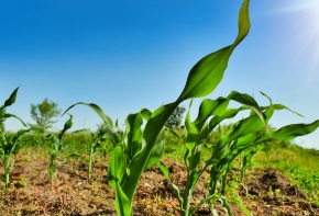 농가직불금 신청 자격 신청기간-1