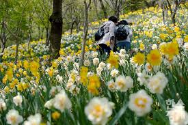 2024 화담숲 예약 가이드