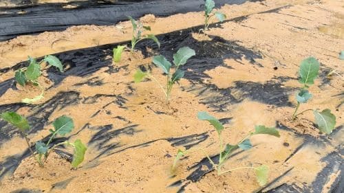 브로콜리-재배-모종심기-모종-심는시기-정식시기-아주심기