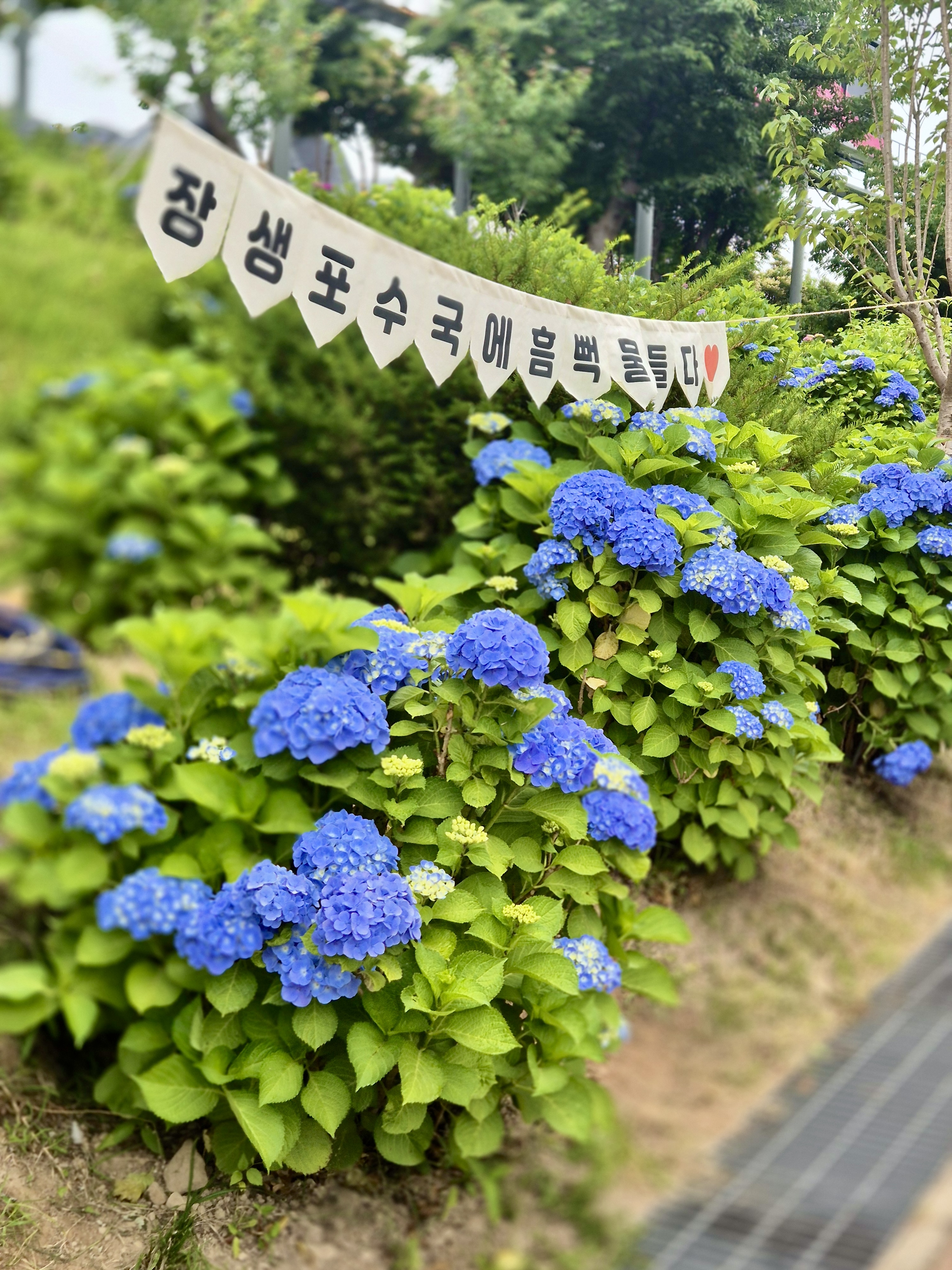 #장생포수국축제
#울산수국축제
#고래문화마을
#울산장생포가볼만한곳
#장생포포토존
#고래광장수국길
#오색수국정원
#수국축제개화상황2025
#수국사랑상품권사용처
#울산6월축제
#장생포여행코스
#울산플리마켓체험
#울산데이트코스
#울산여행추천
#장생포주차정보
#수국포토존