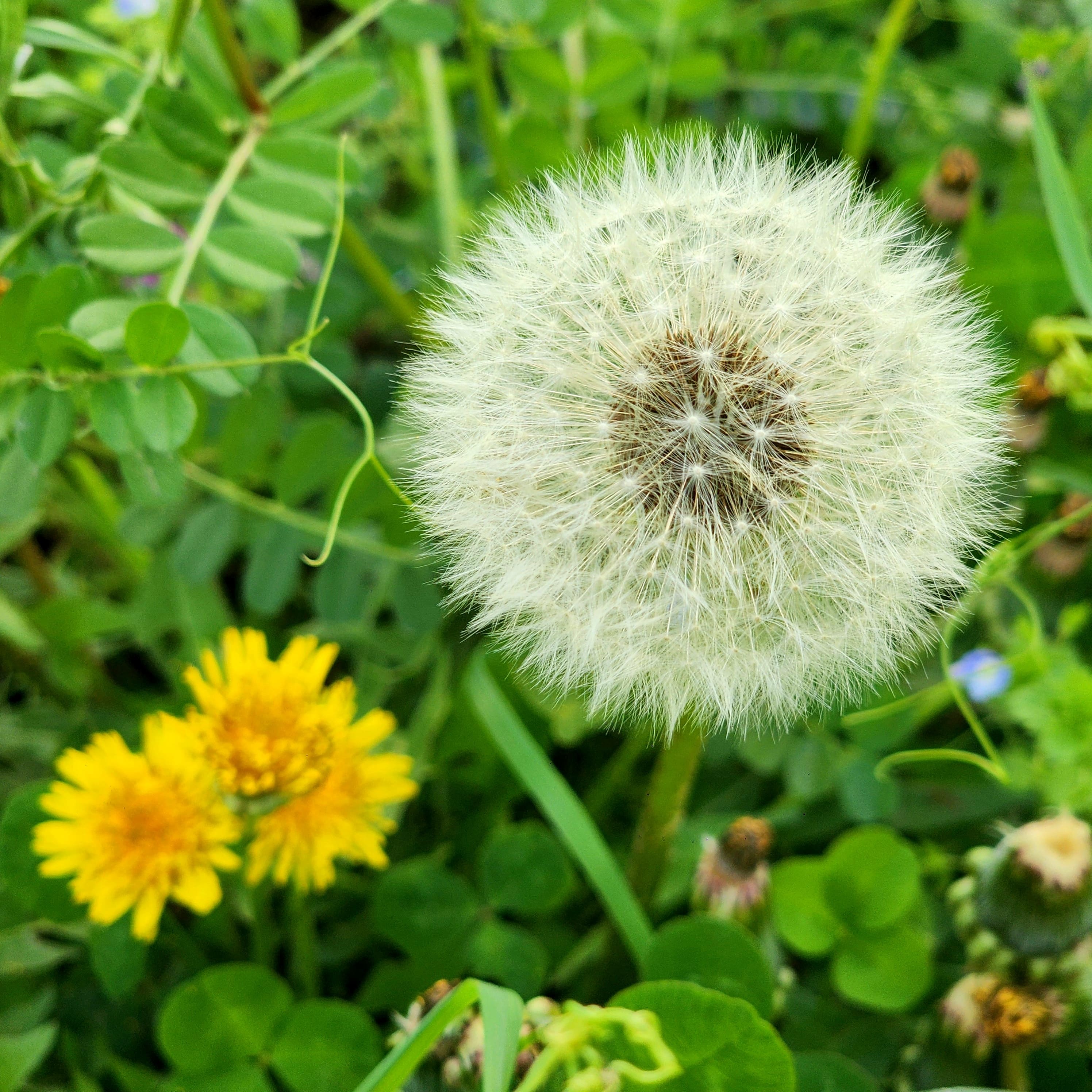 Taraxacum mongolicum