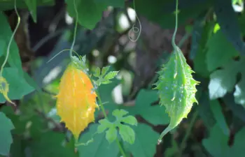 여주 효능과 영양성분, 먹는법