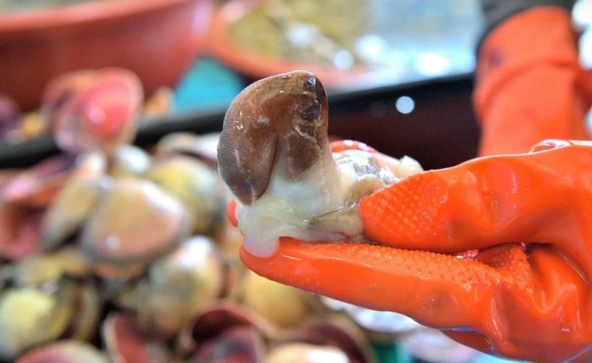 남당항 새조개 맛집 축제 가격 택배 만중이네회수산 내포횟집 전망대회수산 홍성본점 또오리회수산 온누리회수산 동백회수산 남해수산 푸른바다 싱싱바다이야기 이슬네수산 왕언니회수산