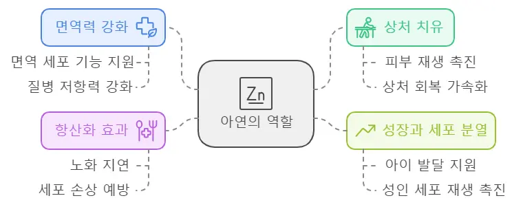 아연의 역할