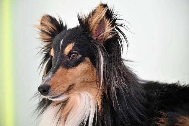 반려동물 등록과 비용, 자진신고로 과태료 피하기, 외장칩과 내장칩의 차이