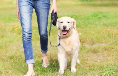 알트태그-반려견 한마리가 보호자와 산책을 하고 있습니다.