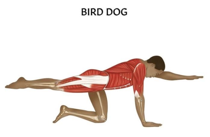 bird dog 자세 사진