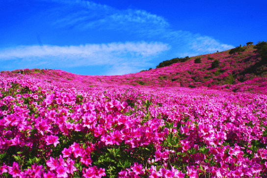 전국 4월 철쭉 축제 일정 총정리