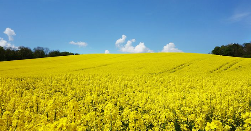 휴애리유채꽃사진