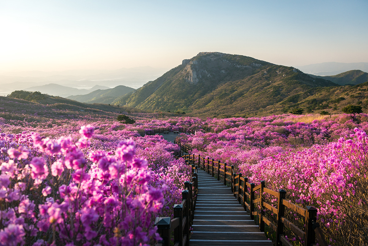 비슬산 참꽃축제