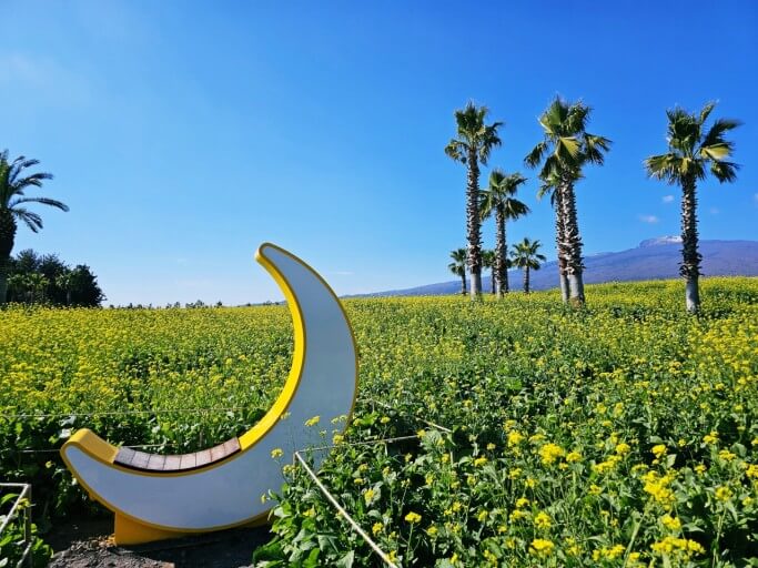 휴애리 유채꽃밭