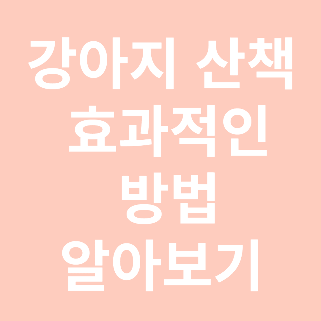강아지 산책의 효과적인 방법